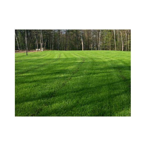 Six Feet Green Landscape Lawn Grass Roll