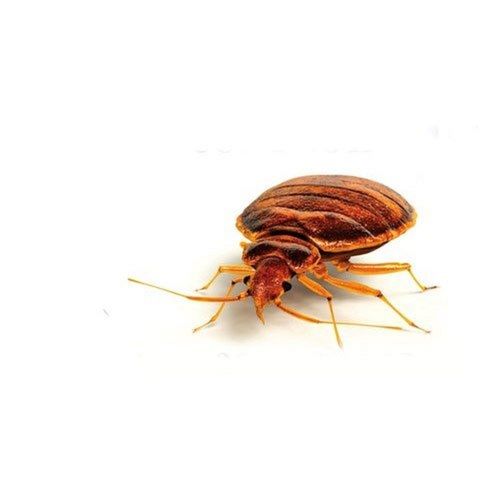 Bed Bugs Pest Control Control Service By Pest Free Services