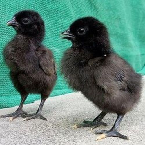 Black Kadkanath Chicks