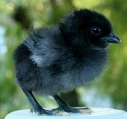 Black Live Kadaknath Chicks One Month Old