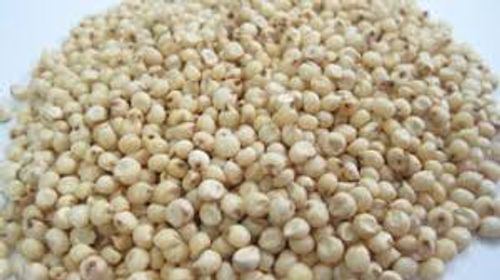 White Healthy Versatile Crop Dietary Fibre Natural -Sorghum Grains 