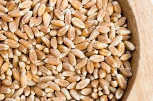 High Protein Healthier Minerals Extensively Crop Wheat Grains