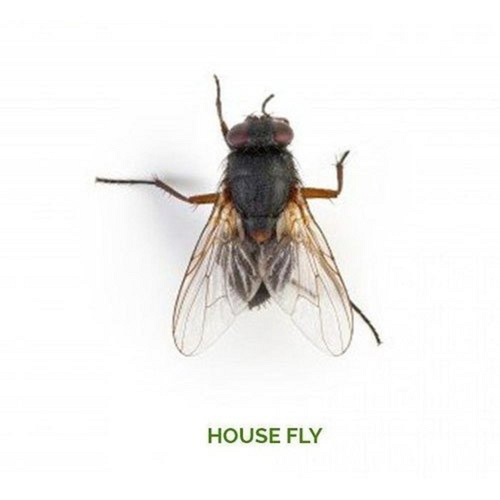 Grey Housefly Pest Control Services For Commercial And Residential Places