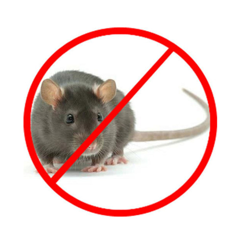 Rodent Control Service For Commercial And Residential Properties By Pest Free Services