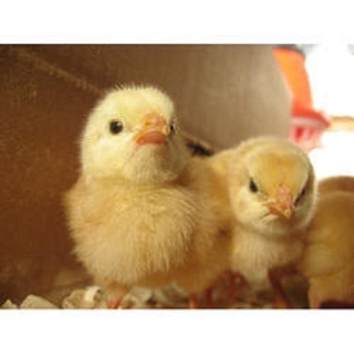 Yellow 430 Broiler Chicks