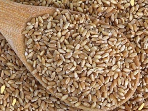 Yellow 100% Original And Pure Unpolished Long Wheat Grain With 18 Months Shelf Life