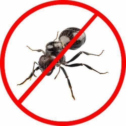 Ants Pest Control Services For Residential And Commercial Place