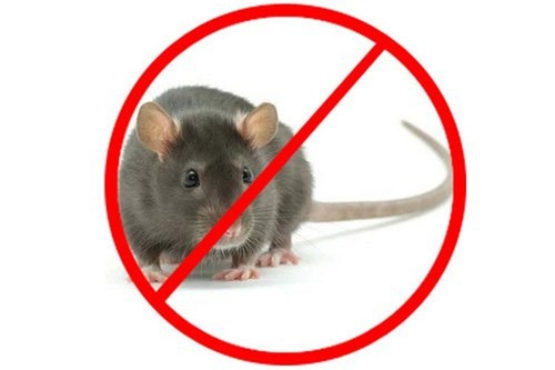 Rat/Rodent Pest Control Services For Residential And Commercial Places