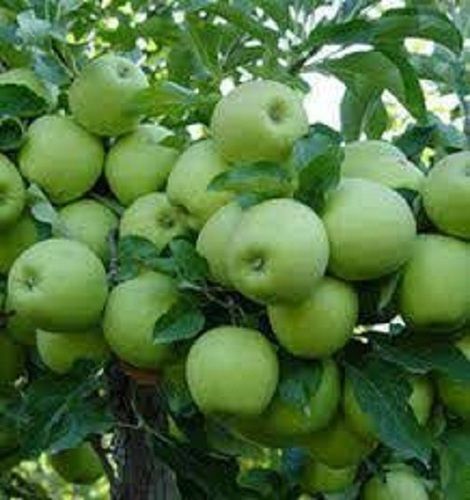 Common 100% Natural And Healthy Tasty Sweet Fresh Green Apple Ber With 1 Kg Poly Bag 