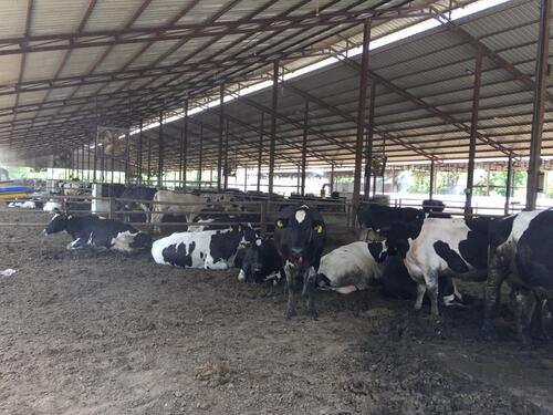 100 Percent Eco Friendly Black And White Hermann Farm Cow Livestock For Milking