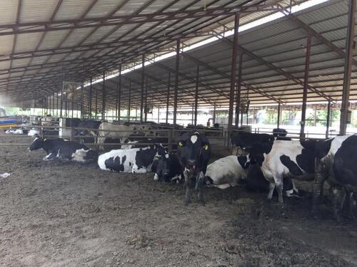 100 Percent Eco Friendly Black And White Hermann Farm Cow Livestock For Milking Gender: Female