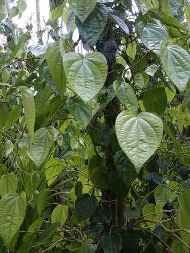 पान के उपयोग के लिए 100 प्रतिशत ताजा और प्राकृतिक खुशबू पर्यावरण के अनुकूल हरी सुपारी का पत्ता