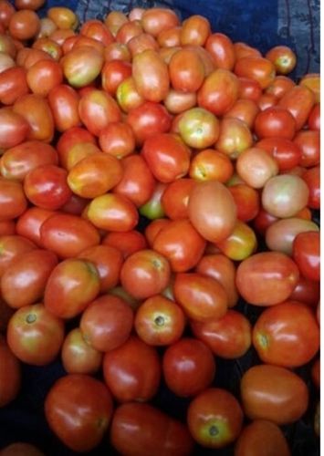 100 Percent Healthy And Natural With Potassium Organic Fresh Red Tomato