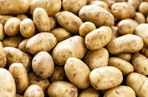 Round 100 Percent Healthy And Natural With Rich In Vitamins Highly Nutritious Fresh Potato 