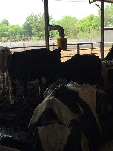 100 Percent Natural And Exotic Hermann Farms Cow Livestock For Milking