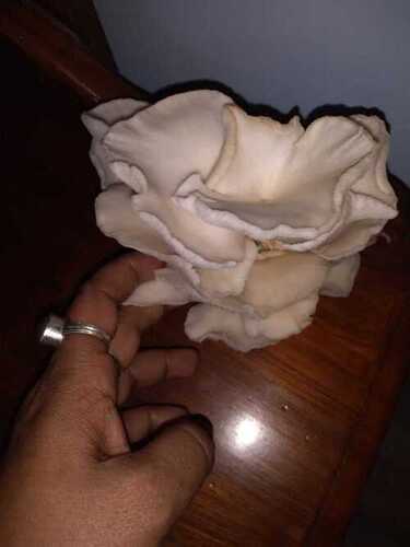 Filament Off White Raw Fresh Organic Mushroom Used In Cooking