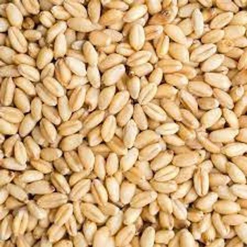Widely Grown High Protein Nutrients Manganese Wheat Grains