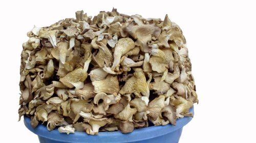 100% Natural Good For Health Have High Nutritional Dried Oyster Mushroom