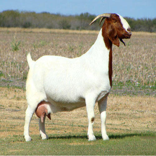 Brown With White Female Healthy Live Goat