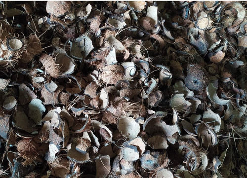 Dark Brown Broken Medium Size Domestic And Industrial Fuel Coconut Shells