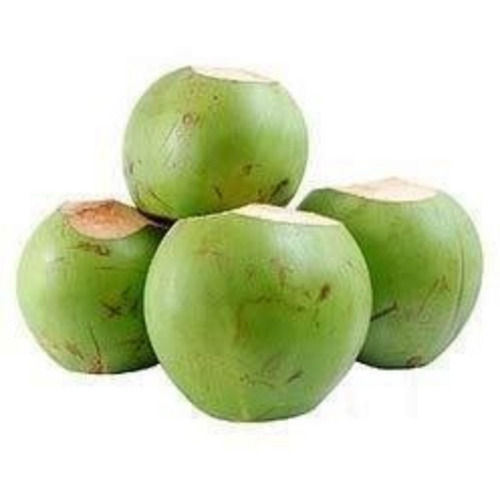 Green Round Shape Whole Medium Size Fresh Young Tender Coconut