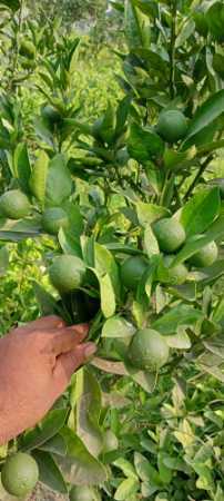 Lemon Bari1 Malta Fruit Plant