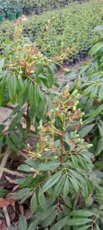 Litchi Muzaffar Fruit Plant