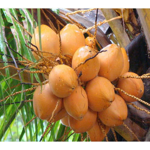 Orange Oval Shape Whole Medium Size Fresh Young Tender Coconut
