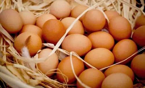 Proteins Enriched Brown Medium Size Turkey Egg