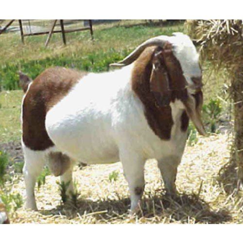 White And Brown African Boer Goat 135 Kg