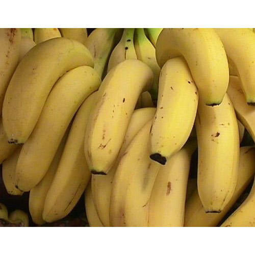 100 % Fresh And Natural Yellow Banana, Good Source Of Fiber, Protein, Fat Free