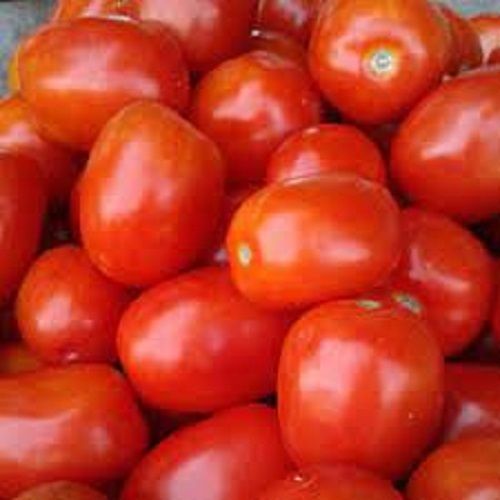 100 % Pure And Natural Fresh Red Tomatoes, For Cooking, Super Rich In Vitamin C