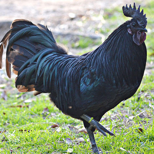 Black Kadaknath Live Chicken Gender: Both