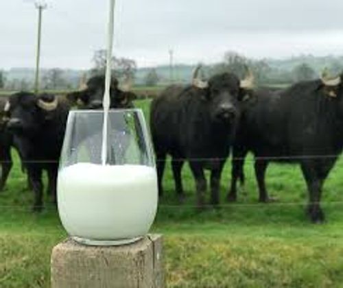 Fresh Nutritious And Organic Pure Buffalo Milk  Age Group: Children