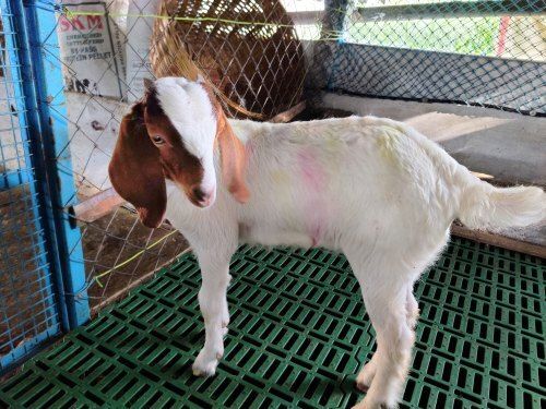 Indian Origin White Live Goat