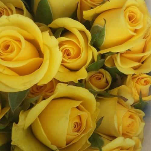 Medium Grain Stem Length 15 Centimeter Fresh Yellow Rose Flower 