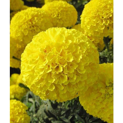 Medium Size Stem Length 6 Centimeter Yellow Round Fresh Marigold Flower