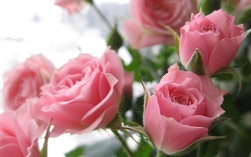 Pink Medium Size Stem Length 17.5 Centimeter Fresh Rose Flower 