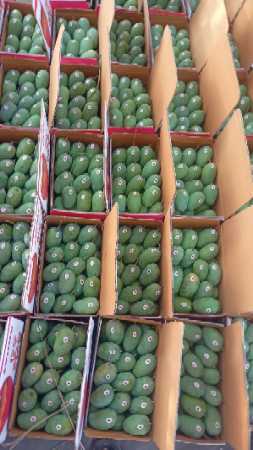 Yellow Wholesale Price Export Quality Farm Fresh Kesar Mango For Fruit And Juice