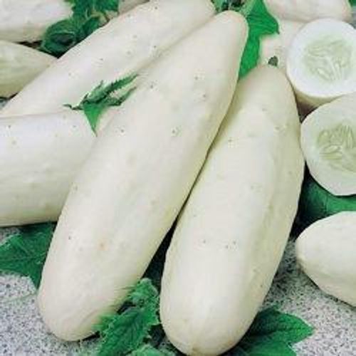 Fresh White Cucumber