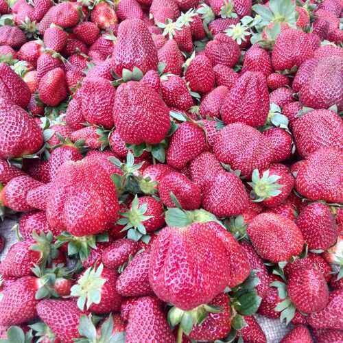 Automatic Strawberry Plant