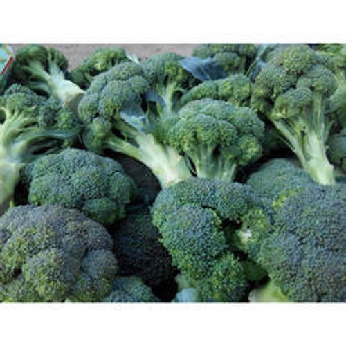 Fresh Majestic Green Broccoli Shelf Life: 7 Days