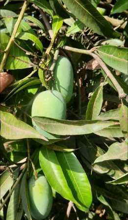 Green Natural Chemical Free Sweet Langra Mango