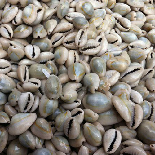 आभूषण, सजावट, हस्तशिल्प और एक्वैरियम के लिए प्राकृतिक कौड़ी के गोले