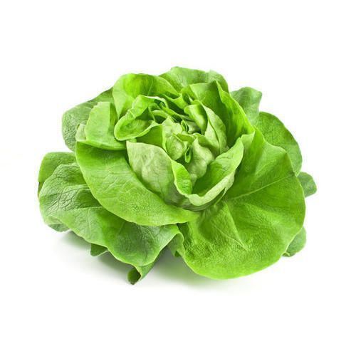 Natural Green Lettuce Shelf Life: 7 Days