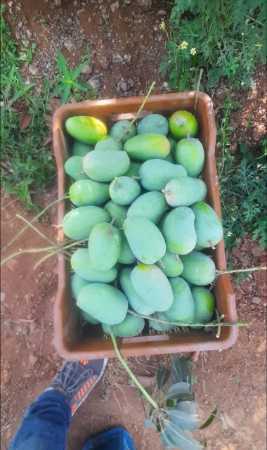 Green Natural Organic Chemical Free Sweet Totapuri Mango