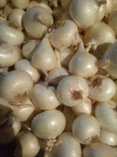 Naturally Grown And Handpicked Dried Fresh Organic Pearl White Onion With Distinct Flavors Shelf Life: 2 Week