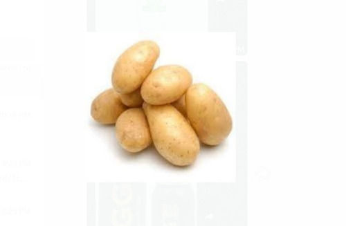 50 Kilogram Packaging Size Round Shape Brown Color 0 Gram Fat 100 Percent Fresh Potato