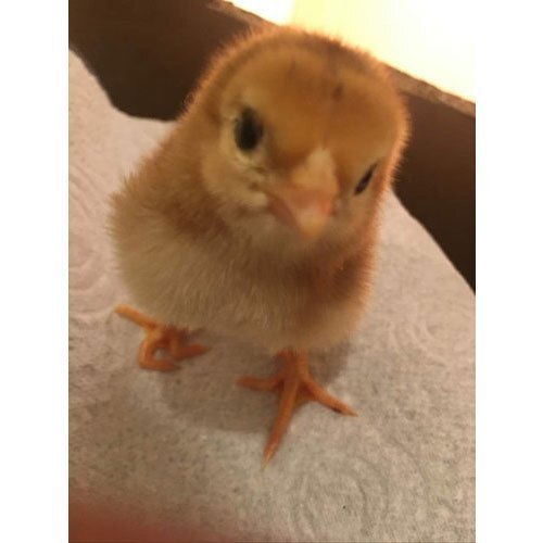 ब्राउन ब्राउन एंड लाइव कंट्री चिक्स