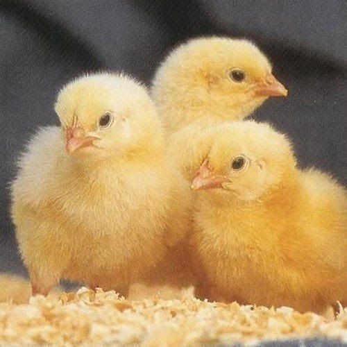 Healthy Vitamins And Yellow Poultry Chicken